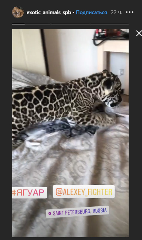скриншот историй/instagram.com